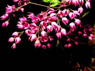 Bleading Heart Flower also known as Bagflower,  Clerodendrum thomsoniae, or  Nona Makan Sirih clipart