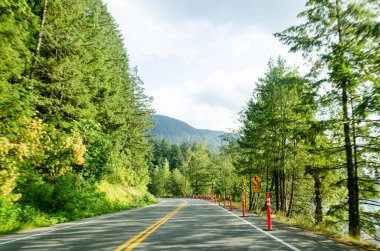 Cultus göl parkı yolu Chilliwack, Fraser Valley, British Columbia, Kanada 'da çam ağaçlarıyla kaplı.