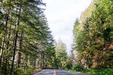 Cultus göl parkı yolu Chilliwack, Fraser Valley, British Columbia, Kanada 'da çam ağaçlarıyla kaplı.