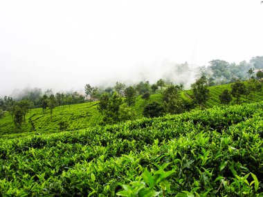 Hindistan 'da Ooty' nin sisli dağlarında çay bahçeleri