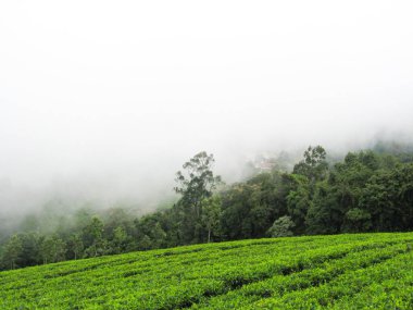 Hindistan 'da Ooty' nin sisli dağlarında çay bahçeleri