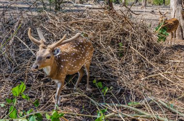 Hindistan, Kushalnagar 'daki Nisargadhama orman parkında geyikler.