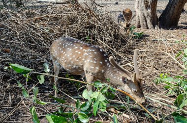 Hindistan, Kushalnagar 'daki Nisargadhama orman parkında geyikler.