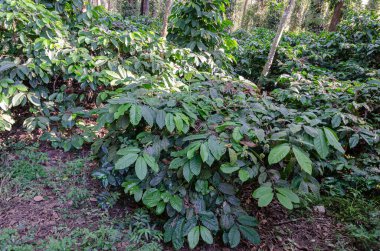 Kahve tarlasında kahve çekirdekleri.