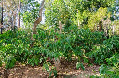 Kahve tarlasında kahve çekirdekleri.