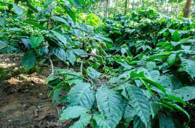 Kahve tarlasında kahve çekirdekleri.
