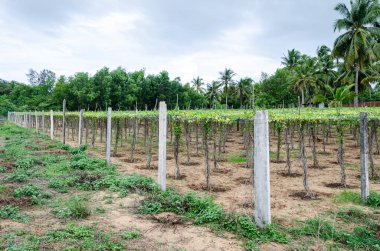 Sarmaşık kabağı veya turşu (Tendli) yetiştirme, Mangalore, Hindistan
