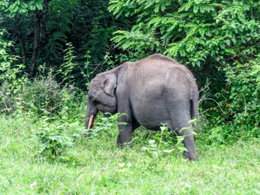 Hindistan 'ın Bhandipur ormanlarındaki filler.