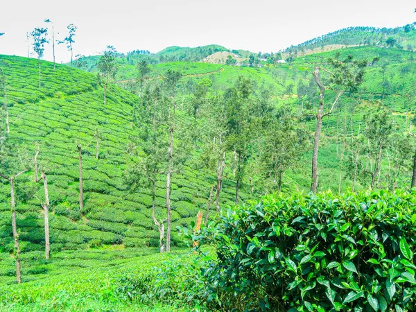 Hindistan 'da Ooty' nin sisli dağlarında çay bahçeleri