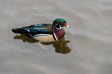 Burnaby Gölü Bölgesel Parkı, Burnaby, Kanada 'da Mallard veya vahşi ördekler (Anas platyrhynchos)