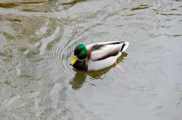 Burnaby Gölü Bölgesel Parkı, Burnaby, Kanada 'da Mallard veya vahşi ördekler (Anas platyrhynchos)