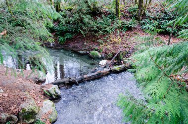 Umut, British Columbia, Kanada 'daki Thacker Bölgesel Parkı' nda somon yumurtlama akıntıları