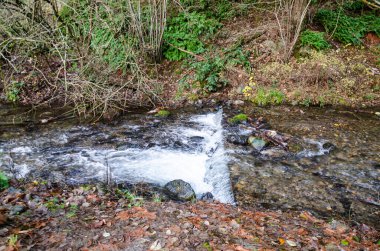 Umut, British Columbia, Kanada 'daki Thacker Bölgesel Parkı' nda somon yumurtlama akıntıları