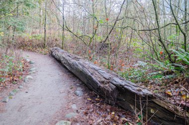 Thacker Bölgesel Parkı 'nın bir bölümü Hope, British Columbia, Kanada