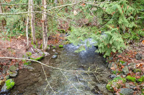 Umut, British Columbia, Kanada 'daki Thacker Bölgesel Parkı' nda somon yumurtlama akıntıları
