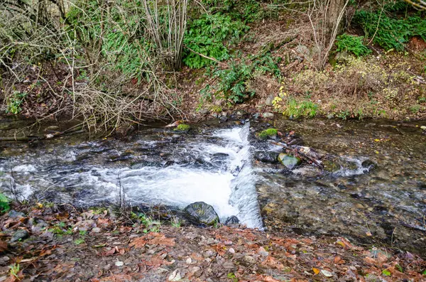 Umut, British Columbia, Kanada 'daki Thacker Bölgesel Parkı' nda somon yumurtlama akıntıları