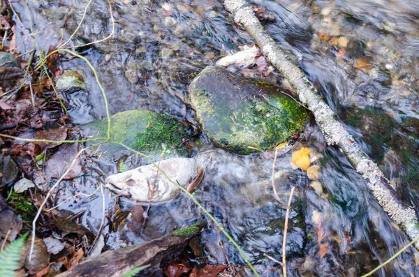 Umut, British Columbia, Kanada 'daki Thacker Bölgesel Parkı' nda somon yumurtlama akıntıları