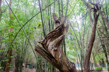 Nisargadhama, Kushalnagar, Karnataka, Hindistan 'daki bambu ormanındaki büyük bir ağacın gövdesi bükülmüş ve çatlamış.