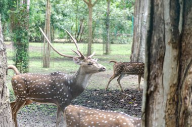 Kushalnagar, Madikeri, Karnataka, Hindistan 'daki Nisargadhama orman parkında geyikler.