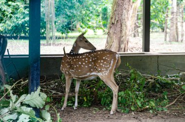 Kushalnagar, Madikeri, Karnataka, Hindistan 'daki Nisargadhama orman parkında geyikler.