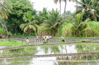 Hindistan 'ın kırsal kesimlerinde geleneksel öküz sürme ve elle pirinç yetiştirme yöntemi