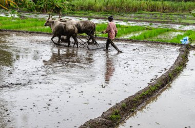 Hindistan 'ın kırsal kesimlerinde geleneksel öküz sürme ve elle pirinç yetiştirme yöntemi