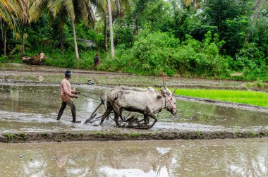 Hindistan 'ın kırsal kesimlerinde geleneksel öküz sürme ve elle pirinç yetiştirme yöntemi