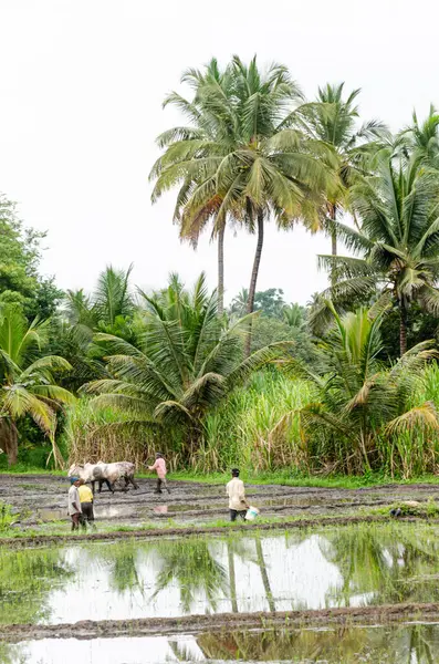Hindistan 'ın kırsal kesimlerinde geleneksel öküz sürme ve elle pirinç yetiştirme yöntemi