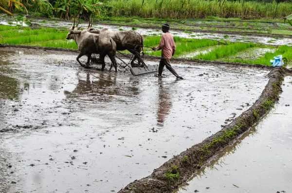 Hindistan 'ın kırsal kesimlerinde geleneksel öküz sürme ve elle pirinç yetiştirme yöntemi