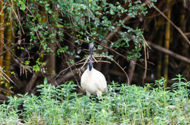 Hindistan, Karnataka 'daki Ranganathittu Kuş Sığınağı' ndaki yuvaya dal taşıyan siyah başlı bir Ibis.