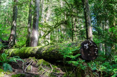 Düşen yosunlar ormandaki büyük bir ağacın gövdesini kaplamış.