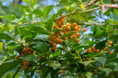 Bitkinin üzerinde Duranta Berries (bazen güvercin çileği olarak da bilinir))