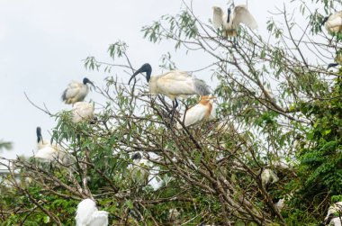 Siyah başlı Ibis ve diğer göçmen kuşlar Mysore, Karnataka, Hindistan 'daki Ranganathittu Kuş Sığınağı' na yuva yaptılar.