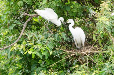 Mysore, Karnataka, Hindistan 'daki Ranganathittu Kuş Sığınağı' nda büyük balıkçıl yuvası.