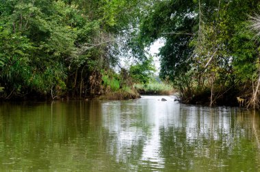 Mysore, Karnataka, Hindistan 'da Ranganathittu kuş barınağı manzarası