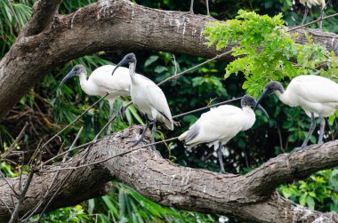Siyah başlı Ibis ve diğer göçmen kuşlar Mysore, Karnataka, Hindistan 'daki Ranganathittu Kuş Sığınağı' na yuva yaptılar.