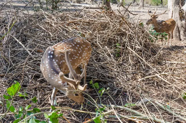 Hindistan, Kushalnagar 'daki Nisargadhama orman parkında iki geyik.