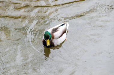 Burnaby Gölü Bölgesel Parkı, Burnaby, Kanada 'da Mallard veya vahşi ördekler (Anas platyrhynchos)