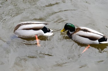 Burnaby Gölü Bölgesel Parkı, Burnaby, Kanada 'da Mallard veya vahşi ördekler (Anas platyrhynchos)