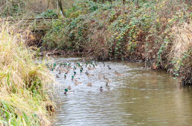 Burnaby Gölü Bölgesel Parkı, Burnaby, Kanada 'da Mallard veya vahşi ördekler (Anas platyrhynchos)