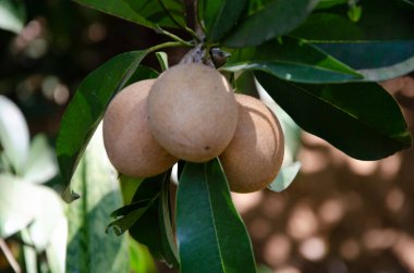Çiğ sapota ya da sapodill.Ağaçta meyve.