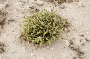Egzotik çöl çalıları - Katar çölünün en zor koşullarında hayatta kalmak