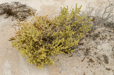 Egzotik çöl çalıları - Katar çölünün en zor koşullarında hayatta kalmak