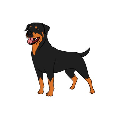Mutlu ve güçlü bir Rottweiler 'ın kendinden emin bir şekilde duran ayrıntılı bir çizimi..