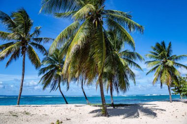 Palm trees on the beach, Grande-Terre, Guadeloupe, Lesser Antilles, Caribbean.Plage De L'Autre Bord in Le Moule, Guadeloupe.
