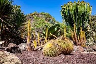 Gran Canaria 'dan Flora, Kanarya Adaları, İspanya.