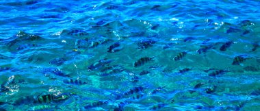School of fish, Island Mahe, Republic of Seychelles, Africa.  Sainte Anne Marine National Park, Seychelles.