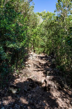 Yürüyüş patikası Rouge, Terre de Bas, Iles des Saintes, Les Saintes, Guadeloupe, Lesser Antilles, Karayipler.