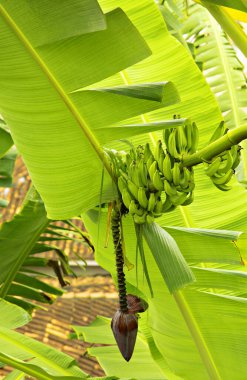 Meyveli muz ağacı, Bahia, Brezilya, Güney Amerika