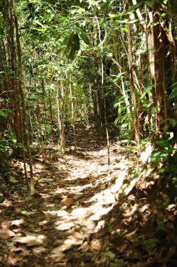 Atlantik Yağmur Ormanları, Ecoparque de Una, Bahia, Brezilya, Güney Amerika
